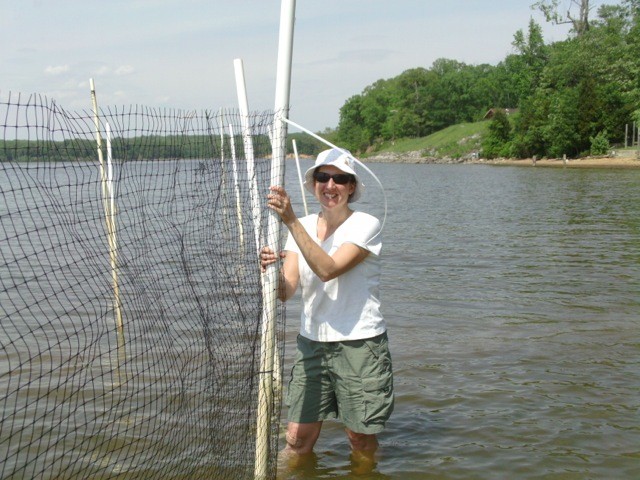 Master Naturalist Melissa Perez holds up a support post while awaiting additional cable ties for the screen. 