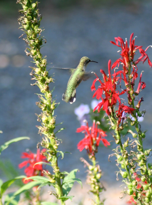 Photo of a hummingbird