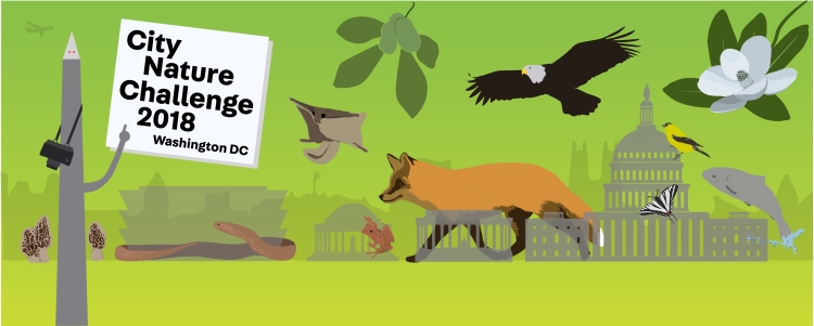 Banner image for City Nature Challenge 2018