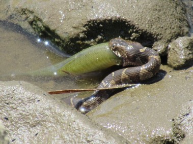 Photo of water snake swallowing a fish at Four Mile Run