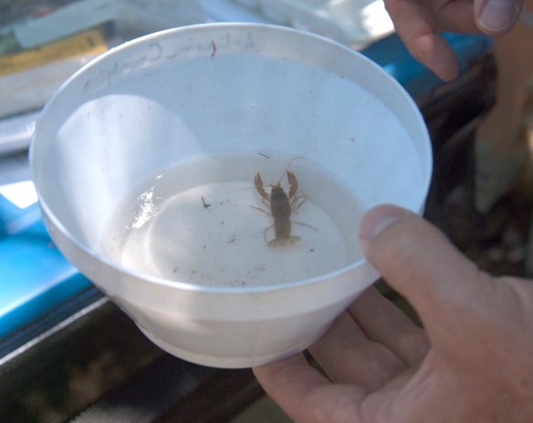 Photo of a crayfish in a bowl at Barcroft Park
