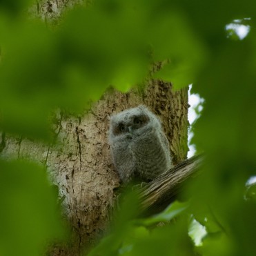 Photo of an easter screech owl perched on a tree limb framed by leaves