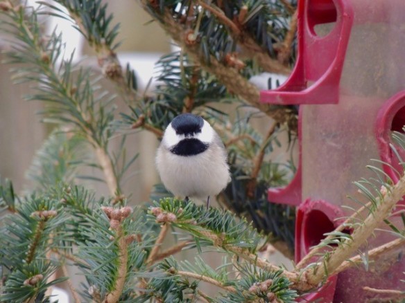 Photo of Carolina chickadee sitting in a Christmas tree next to a red bird feeder