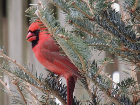 Photo of a male Northern cardinal in a Christmas tree