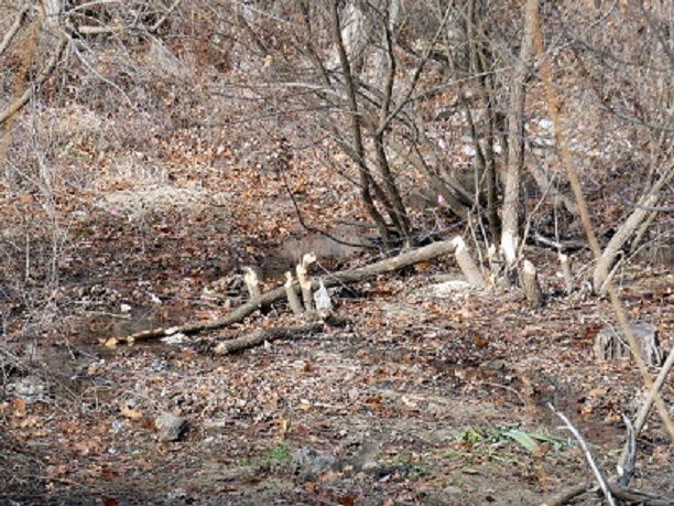 A pile of logs created by beavers.