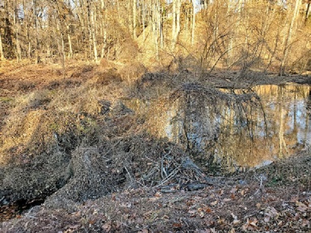 A beaver dam on the side of a pond.