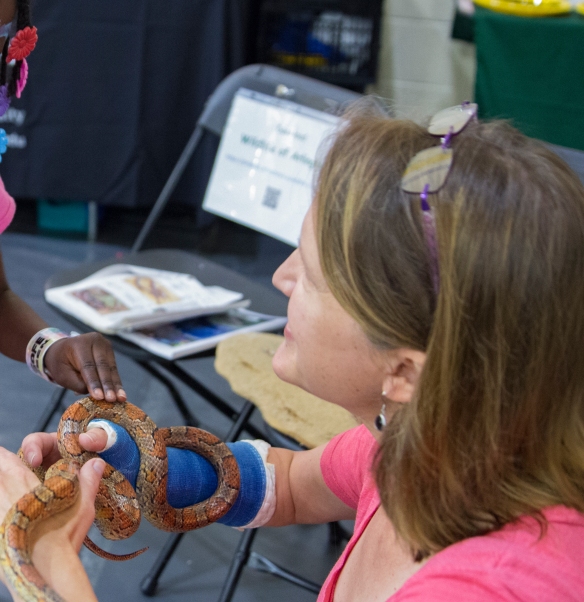 Photo of volunteer Beth Kiser showing a corn snake
