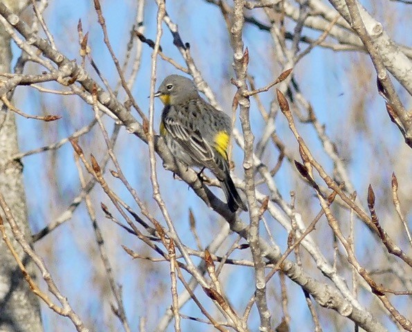 Photo of a warbler in a bush.