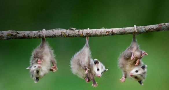 Photo of three opossums hanging by their tails