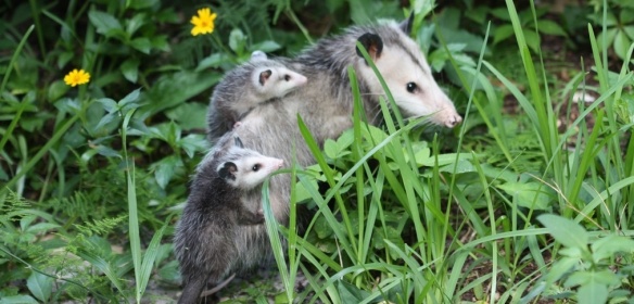 Photo of mother opossum with two babies on her back