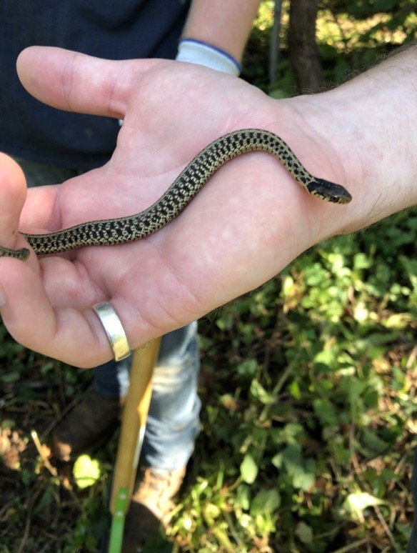 Photo of a garter snake in a hand.