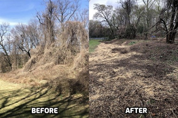 Photo showing the park before invasive removal and the cleared area after invasive removal