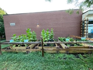Photo of a garden planted in raised beds