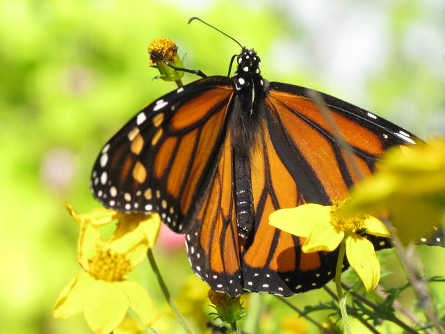 Photo of a monarch butterfly
