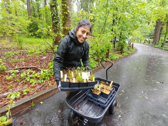 Photo of a volunteer placing a box of plants onto a wagon.