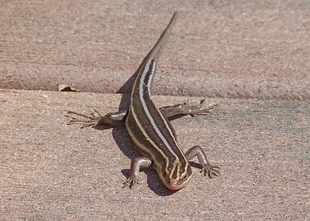 Photo of a Common Five-lined skink