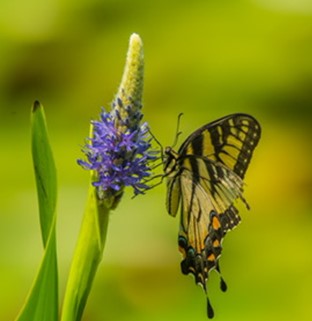 Photo of a yellow butterfly landing on a purple flower.