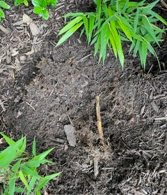 Photo of bamboo leaves framing a patch of dirt in which you can see a bamboo rhizome